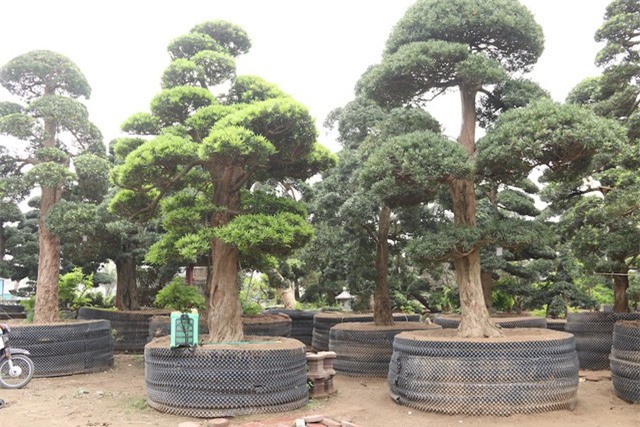 Ngắm vườn tùng cổ thụ trăm tuổi, giá triệu USD của đại gia Hà Nội