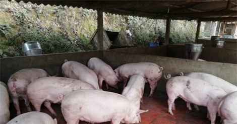 Cần kiểm soát chặt việc tăng đàn lợn