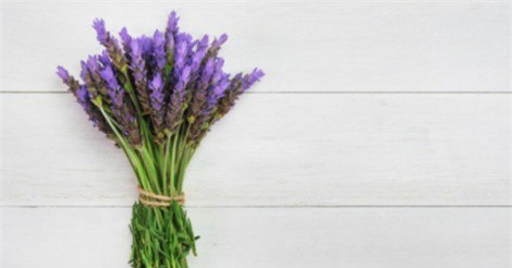 Chữa chứng mất ngủ hiệu quả với 5 loại cây trồng trong nhà quen thuộc