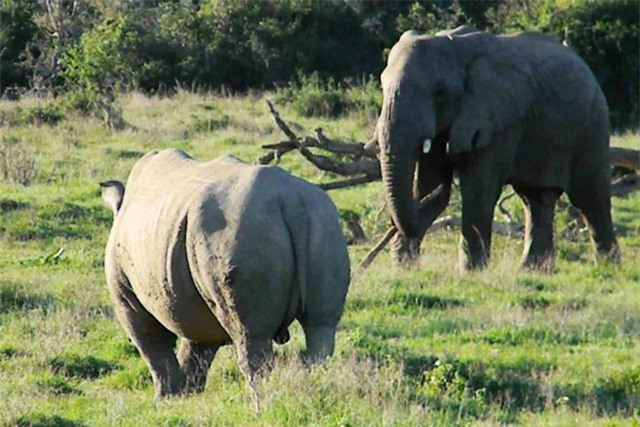Clip: Tê giác “khiếp vía” vì bị voi rừng cầm cây tấn công
