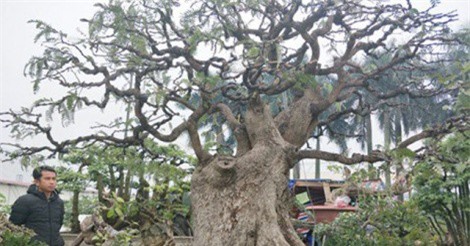 "Cụ" me bonsai đẹp cỡ nào mà được rao bán với giá gần 200 triệu?