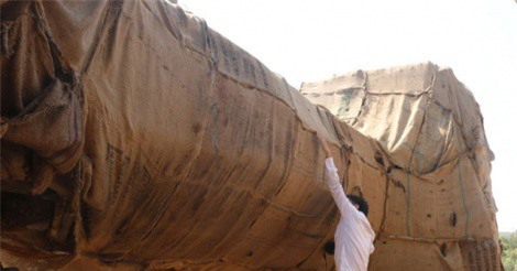 Đã có người cầm hồ sơ gốc tới nhận là chủ của 3 cây như “quái thú”