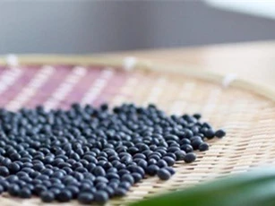 Đậu tương đen giải độc, lợi tiểu hiệu quả