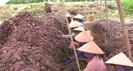 Giá khoai lang tím Nhật giảm mạnh 