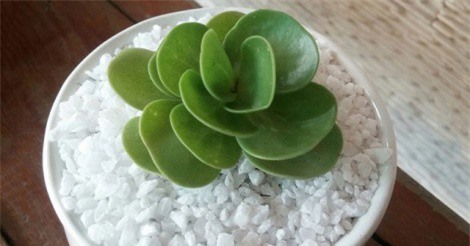 Hướng dẫn trồng sen đá lục bình trang trí bàn làm việc cực đẹp, cực đơn giản