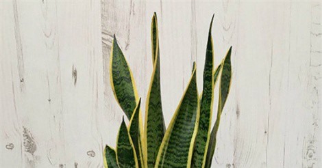 Làm dịu ngày oi nóng với 5 loại cây trồng trong nhà 