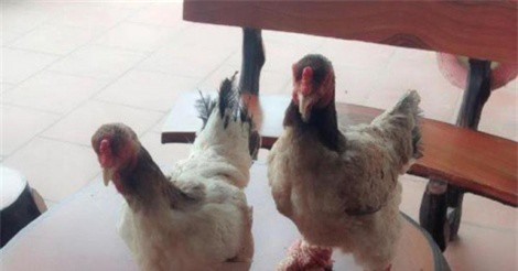 Nuôi gà giống Đông Tảo cùng thương phẩm, lãi 500 triệu đồng/năm