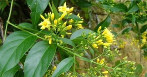 Quảng Ngãi: Bị bắt quả tang ngoại tình, đôi nam nữ ăn lá ngón tự tử