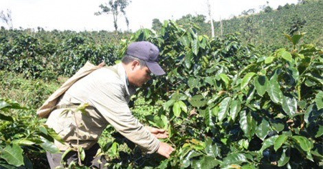 Trồng cà phê catimor để thoát nghèo bền vững