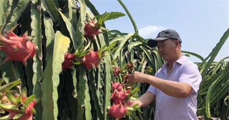 Xuất khẩu đột phá vào rau quả