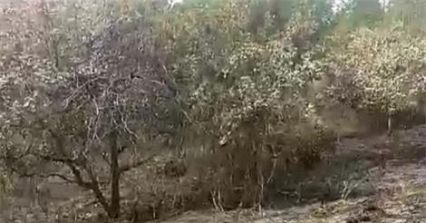 Bình Phước: Nghi án chồng đốt rẫy của vợ để trả thù tình