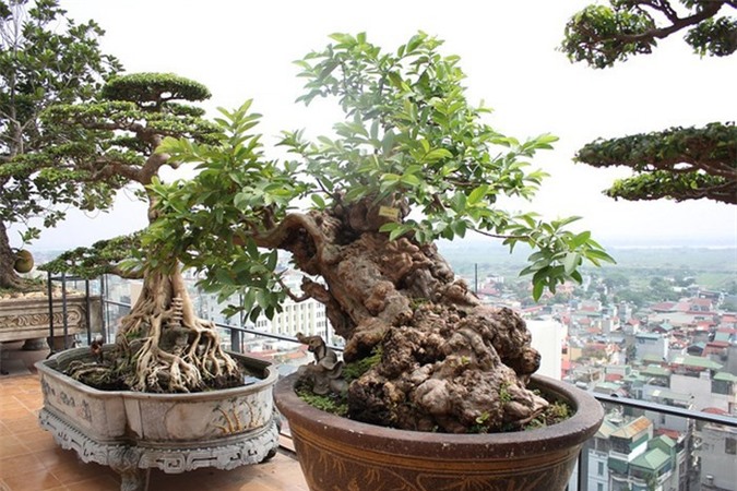 Đại gia Việt chơi "ngông", vung tiền tỷ mua cây ổi, sung, tùng bonsai