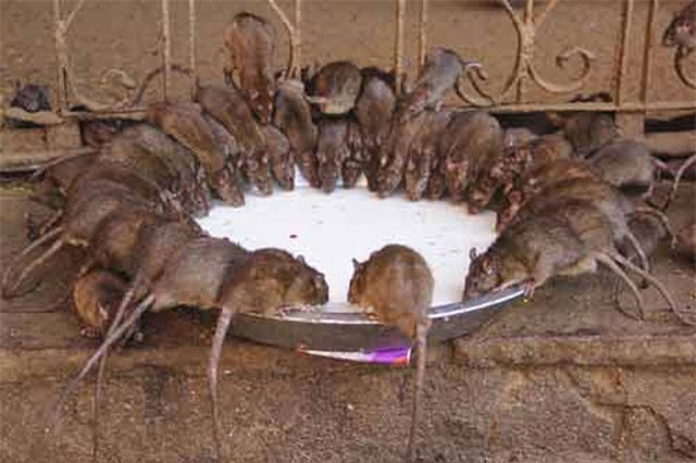 Kỳ lạ ngôi đền được tín đồ tôn thờ hơn 20.000 con chuột