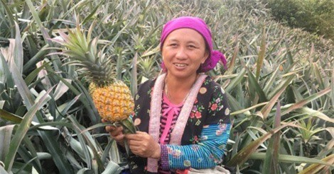 Lãi 200 triệu/năm nhờ trồng 2ha trái thơm trăm mắt trên đất dốc