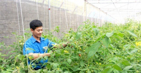 Lãi hơn 350 triệu/năm từ trồng rau VietGAP