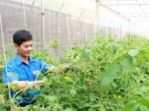Lãi hơn 350 triệu/năm từ trồng rau VietGAP
