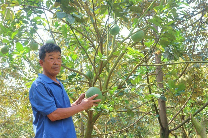 Lão nông đa canh vườn cây ăn trái, không bao giờ lo thất thu