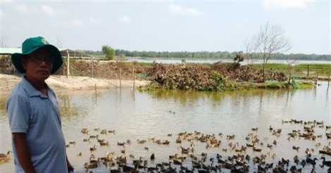 Mô hình nuôi vịt trời ở xứ Quảng, lãi vài trăm triệu đồng/năm