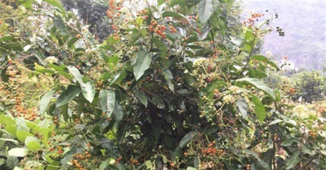 Mô hình trồng cây dược liệu ở Hòa Bình