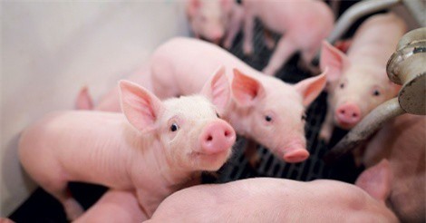 Một con heo sạch “cõng” chi phí giấy phép gấp 1,5 lần vốn ​