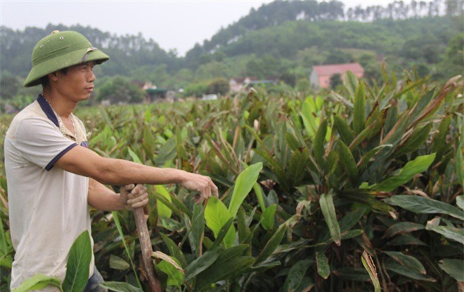 Ngỡ ngàng hiệu quả cây riềng trên đất màu, thu 600 triệu đồng/ha/năm