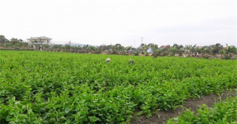 Nông dân thu lãi tiền tỷ nhờ phát triển mô hình hợp tác xã kiểu mới