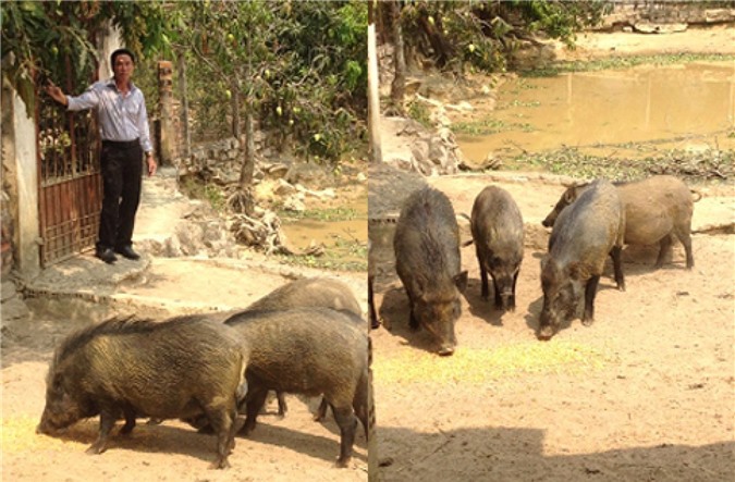 Thu nhập ổn định nhờ nuôi heo rừng bán hoang dã