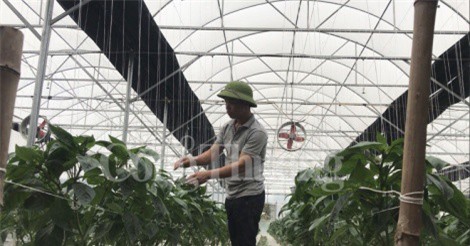 Thu tiền tỷ mỗi năm nhờ nông nghiệp công nghệ cao