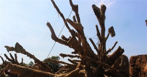 Vụ 3 cây “quái thú”: Một hồ sơ có dấu hiệu bị làm giả