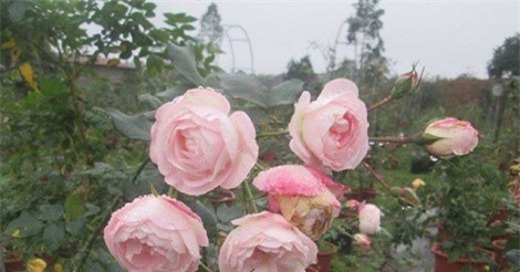 Bỏ nghề công nhân, chàng trai 8X về quê trồng hoa hồng lãi 500 triệu đồng/năm