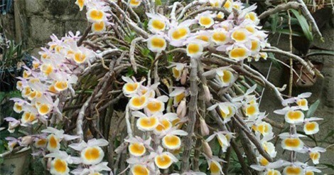 Choáng ngợp trước vườn lan tiền tỷ của nữ đại gia Sơn La