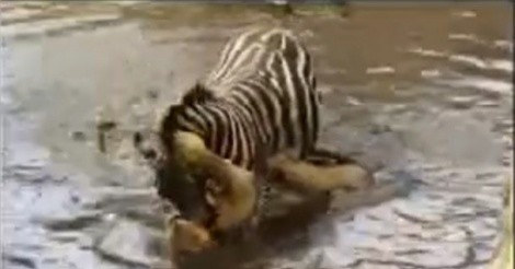 Clip: Ngựa vằn 'nổi điên' dìm sư tử suýt chết đuối