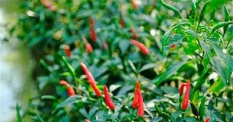 Công dụng chữa bệnh ít người biết của lá ớt