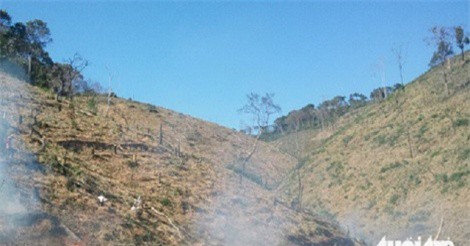 Để mất rừng liên tục, ban thường vụ huyện ủy Đắk G’long bị khiển trách