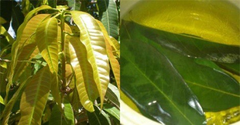 Lá xoài non hỗ trợ điều trị tiểu đường typ 2 hiệu quả