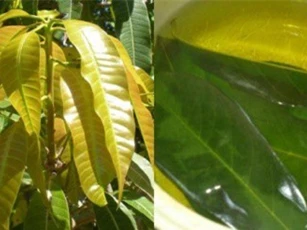 Lá xoài non hỗ trợ điều trị tiểu đường typ 2 hiệu quả
