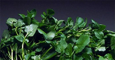 Ngỡ ngàng với khả năng chống ung thư kỳ diệu từ cải xoong