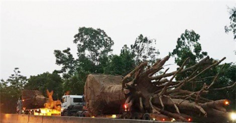 Người xưng là chủ 3 cây “quái thú” khai gì tại cơ quan công an?