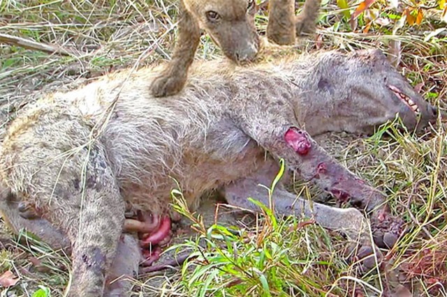 Clip: “Dựng tóc gáy” nhìn cảnh linh cẩu giết đồng loại