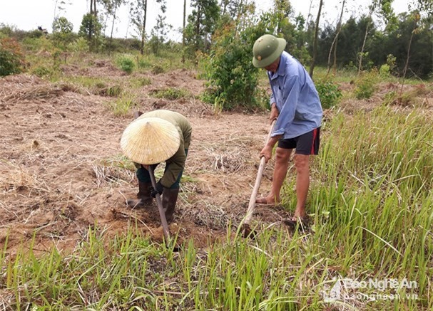 Đào rễ cỏ dại có tác dụng như "thần dược", kiếm nửa triệu/ngày