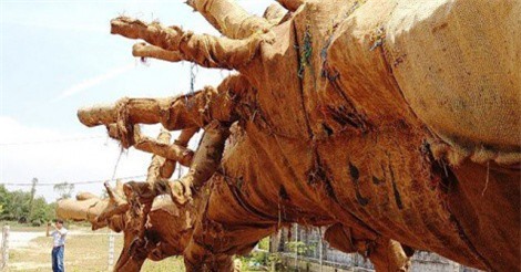 Lộ "tuyệt chiêu" qua mặt CSGT của các tài xế chở cây như "quái thú"