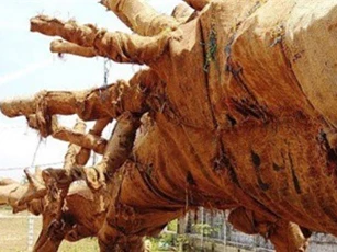 Lộ "tuyệt chiêu" qua mặt CSGT của các tài xế chở cây như "quái thú"