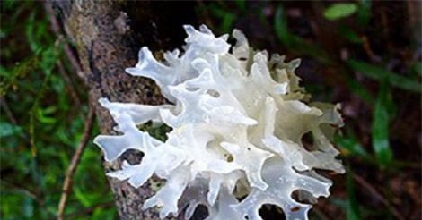 Mộc nhĩ trắng giúp hạ huyết áp, giảm mỡ máu hiệu quả