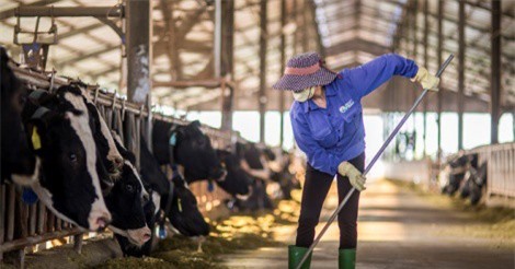 Nhập khẩu cỏ Mỹ để nuôi bò Mộc Châu