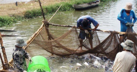 Thương lái mua cả cá tra... chết bán sang Trung Quốc