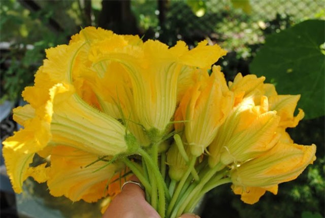 9 tác dụng chữa bệnh "thần kỳ" của ngọn và hoa bí đỏ