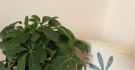 ‘Cây đuổi muỗi’ trồng trong nhà an toàn, hiệu quả