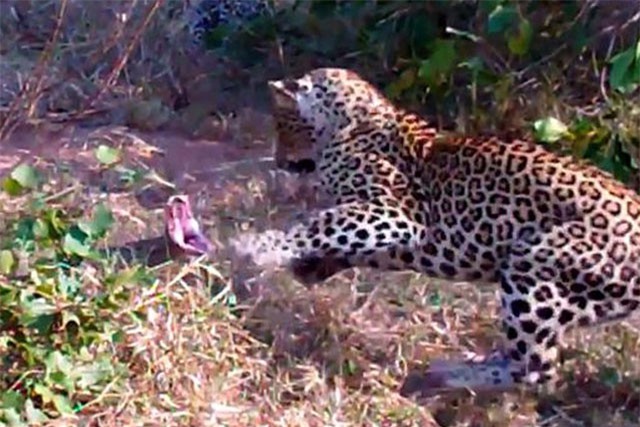 Clip: Báo hoa mai ác chiến với trăn đá khổng lồ