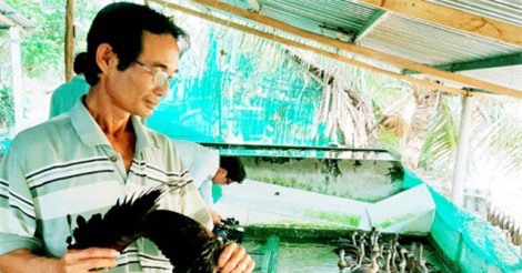 “Đại gia” Bạc Liêu làm giàu từ 3 con le le hoang dã