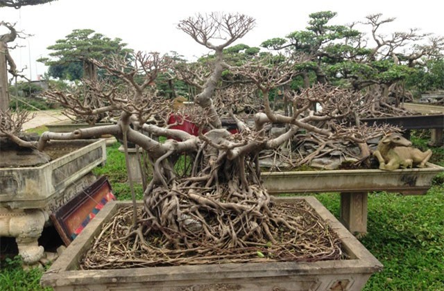 Mê mẩn trước vườn cây cảnh giá triệu USD của đại gia Hà thành